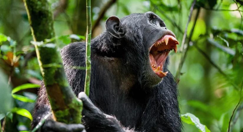 A nagy csimpánzháború, ami még Jane Goodallt is megrázta