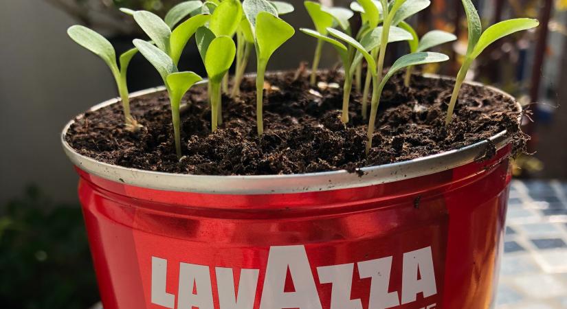 Kert sem kell az otthoni termesztéséhez, mégis a boltban vesszük – kilóját 2500 forintért!