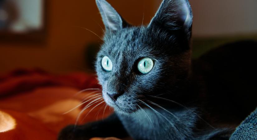 Hajnalban ébreszt a macskád? Próbáld ki a következő trükköket!