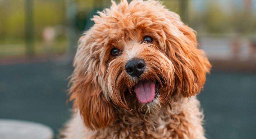 A kutyák sokszor épp csak meg nem szólalnak, de lassan tényleg beszélnek