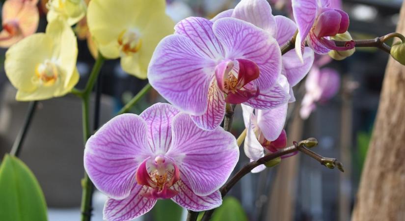 Orchideák februárban: a túlöntözés 5 jele és a biztos megoldás