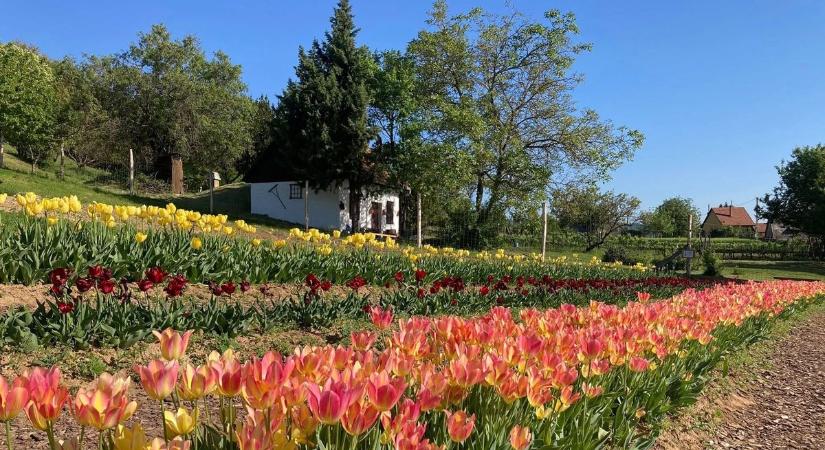 Virágba borul Fejér vármegye: íme a legszebb tavaszi és nyári célpontok, amiket látni kell!