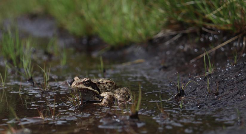 A vizes élőhelyek megóvása létfontosságú