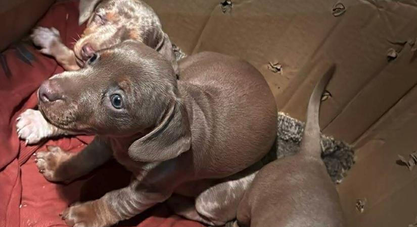 Hét kiskutya utazott egy bolgár kisbuszban papírok nélkül, a szemfüles NAV-osok lekapcsolták őket Szolnoknál