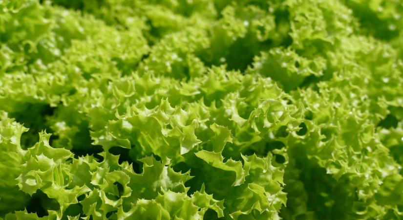 Új trendként hódít a saláta