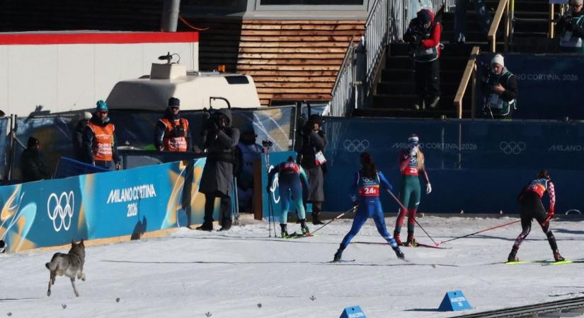 Egy farkaskutya lopta el a show-t a milánói olimpián