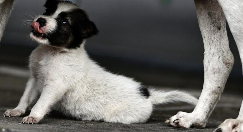 Kölyökkutyákat foglaltak le a pénzügyőrök