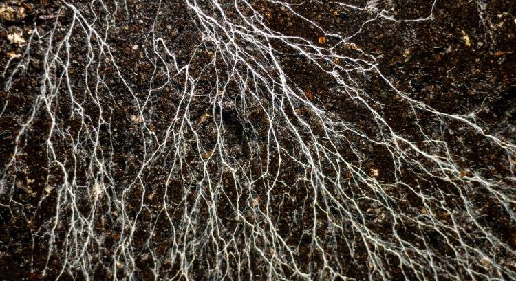 Az élő talaj titka