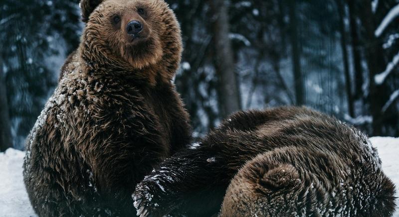 Lenyűgöző: anyamedve és bocsa bóklászik a hatalmas hóban (VIDEÓ)