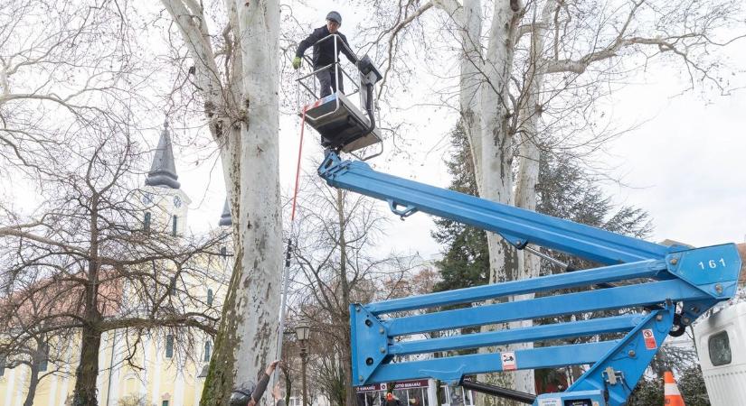 Eltűntek a fészkek a zalai városból - már máshol kárognak a varjak (galéria, videó)