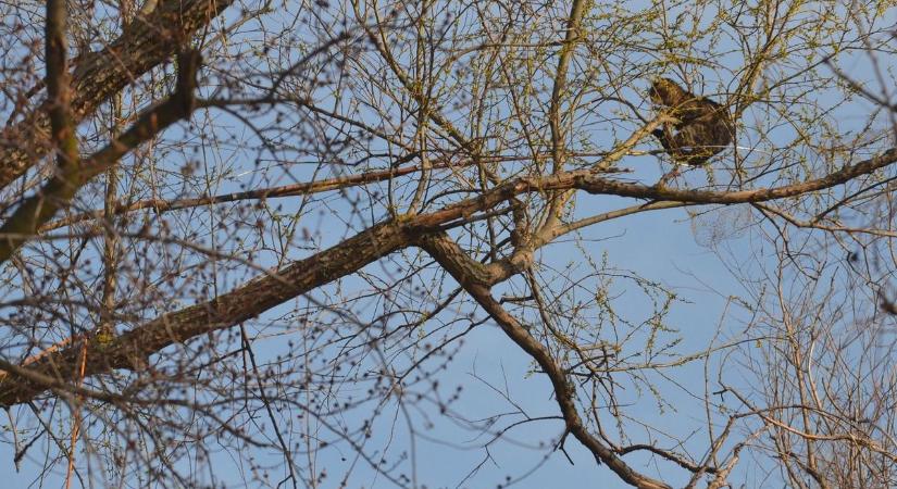 Négylábú hozta a frászt gazdáira Hajdú-Biharban, a tűzoltóknak kellett megmenteni őt