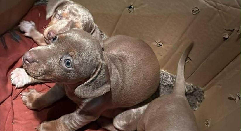 Halk nyüszítés hallatszott a letakart dobozból: kölyökkutyákra bukkantak egy gyanús járműben Szolnokon