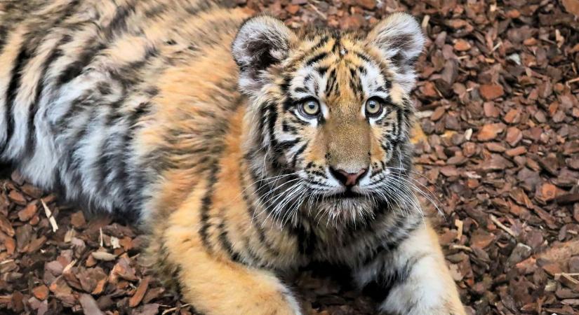 Kamasz lett és költözik – Mutatjuk Pablo, a megmentett tigris új otthonát!