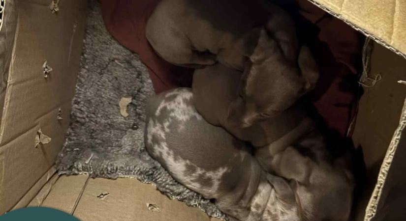 NAV: hét kölyökkutyát találtak egy bolgár kisbuszban