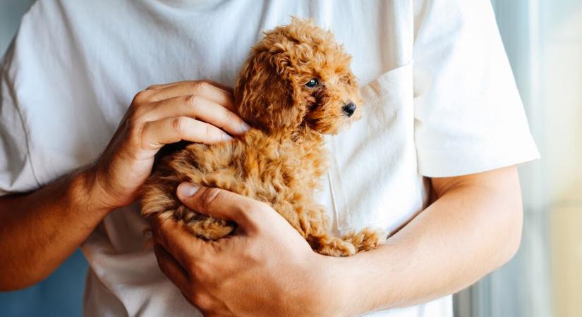 Kutyafajták, amelyek nem hullatják a szőrüket – Nem kell folyton porszívózni utánuk