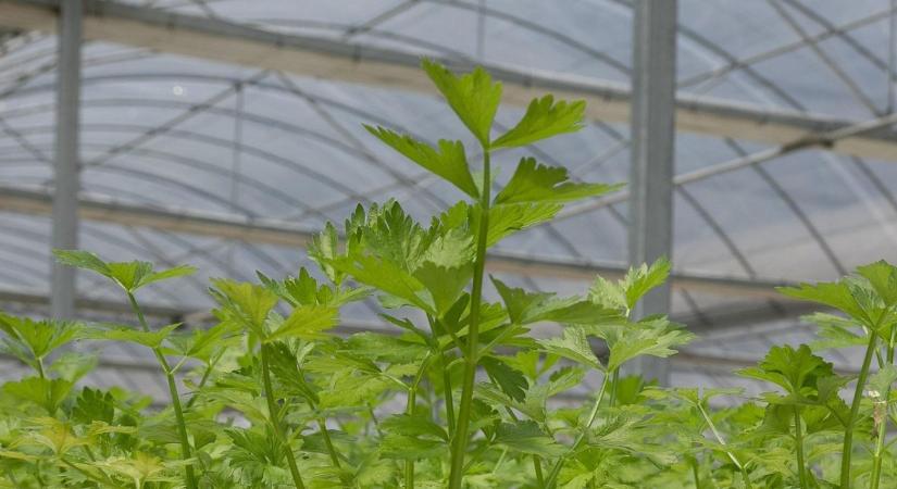 Fóliasátor fűtése kis költséggel – mi működik februári éjszakákon?