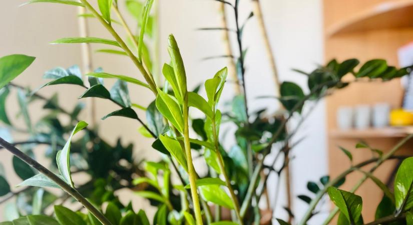 Változtatnál a lakásodon, de nem tudod, mi hiányzik? Így dobd fel szobanövényekkel!