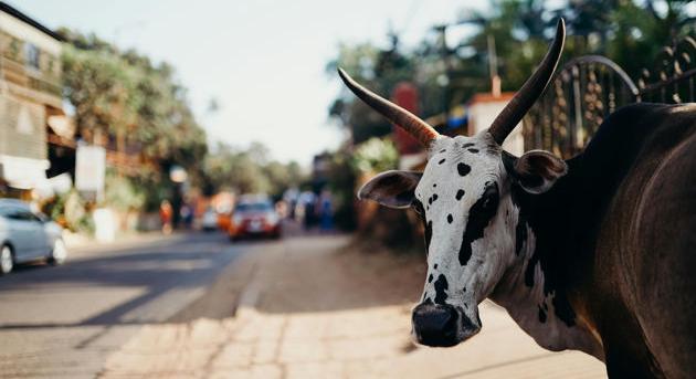 Indiai tehenek állnak az egyik legnagyobb szabású MI-program mögött