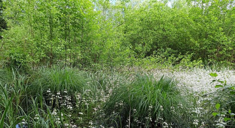 Nyolc kiemelkedő lápterület Zalában – újra is bukkantak a kutatók