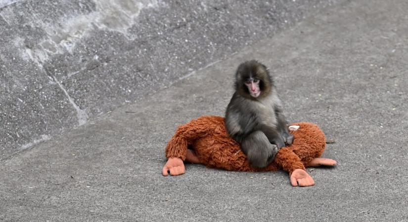 Már a felnőttek is megvédik Punchot, a plüssmajmával híressé vált makákót