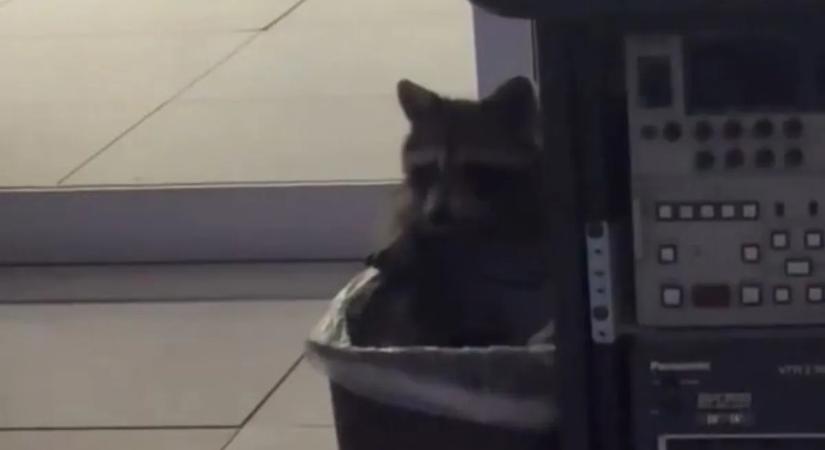 Új munkatárs a tévénél: egy mosómedve költözött be a stúdióba