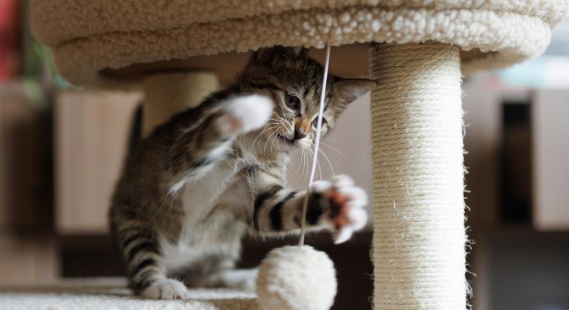 Nem a drága játék a nyerő! Gazdik mesélnek, mi a cicáik valódi kedvence