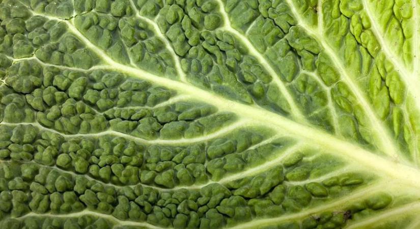 Ropogós rétegek és csípős gyökerek – két alábecsült zöldség új szerepben