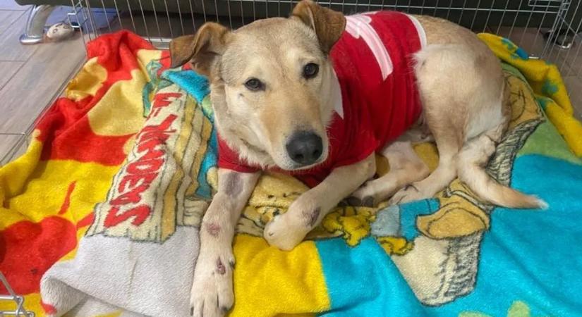 Rá sem ismerni: így él új gazdájánál a megkínzott kutya