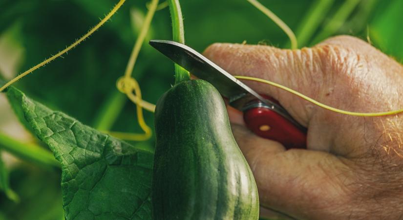 Nem csökken az ukrán uborka ára