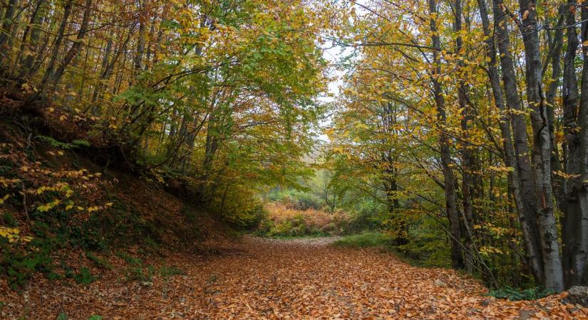 Eltűnt egy nő Sopronban - A Tescónál látták utoljára
