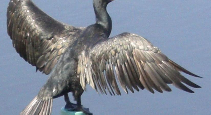 Teljesült az idei elejtési kvóta