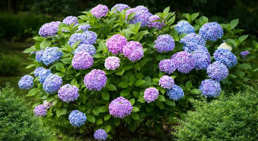 Mikor kell trágyázni a hortenziákat? Egy kertészeti szakértő elmondja az ideális időzítést