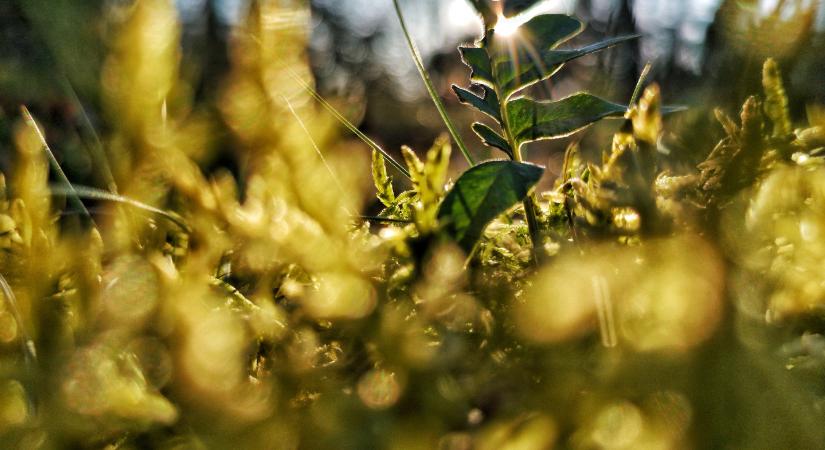 Bizarr tárgyakra bukkantak Tiszajenőn egy bokor alatt