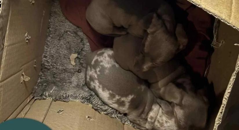 Ilyen cukiságot is ritkán látni út melletti pihenőhelyeken - fotók