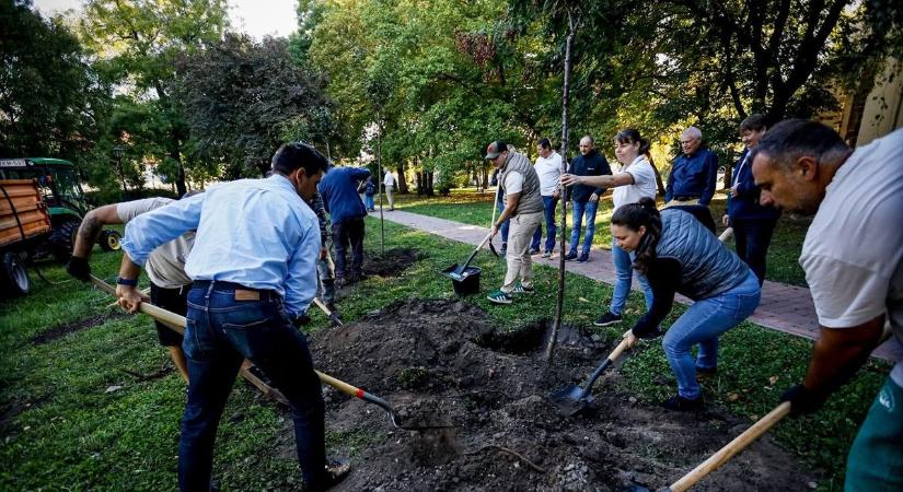 Legyen Ön is fa-örökbefogadó! Közös faültetésre hívják a szolnokiakat a Móra parkba
