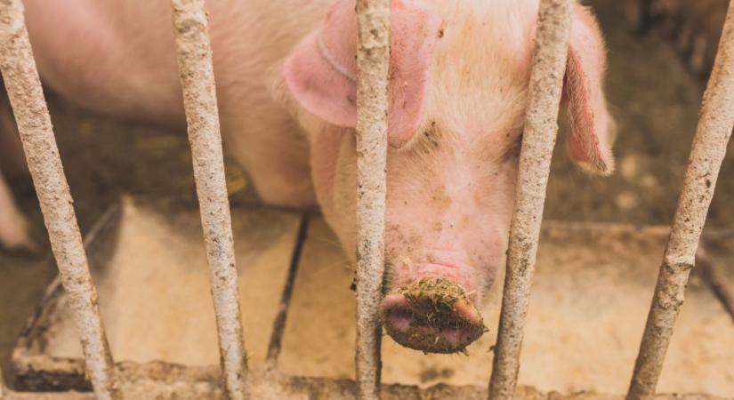 Veszélyben a hús- és tejtermelés: Elapadhatnak a kritikus takarmány-adalékok forrásai