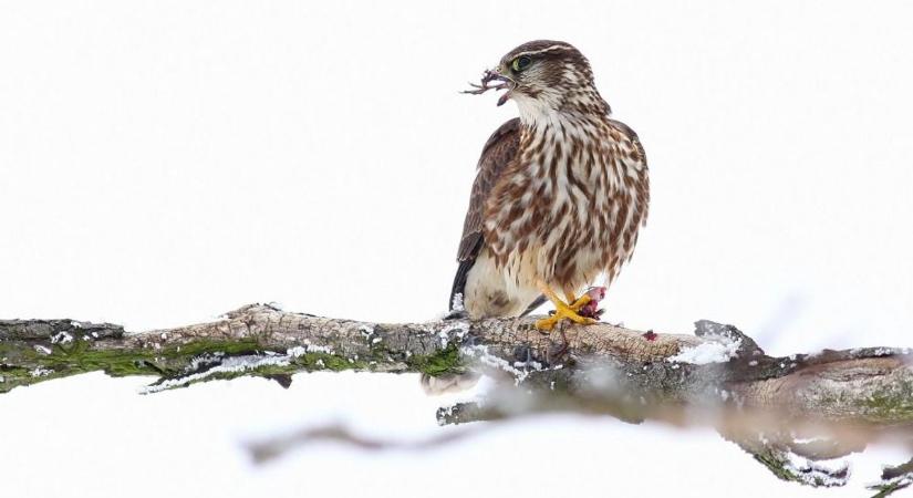Kis sólyom, a hegyes szárnyú ragadozó