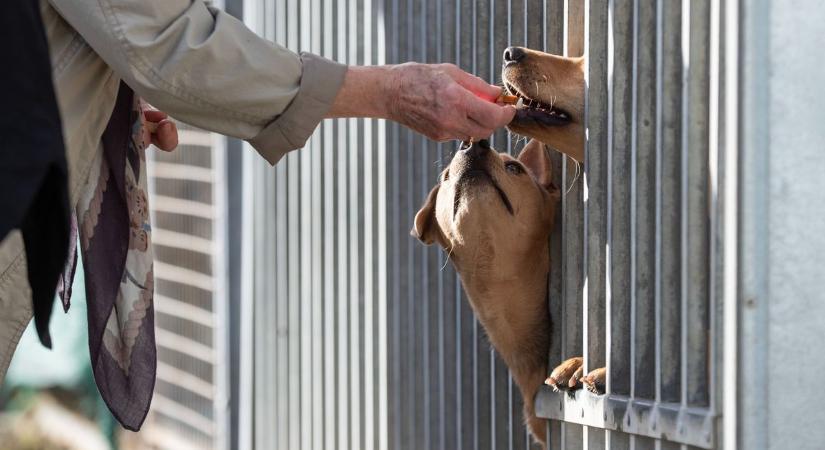 Örökefogadói nappal ünnepli 23. születésnapját az ASKA