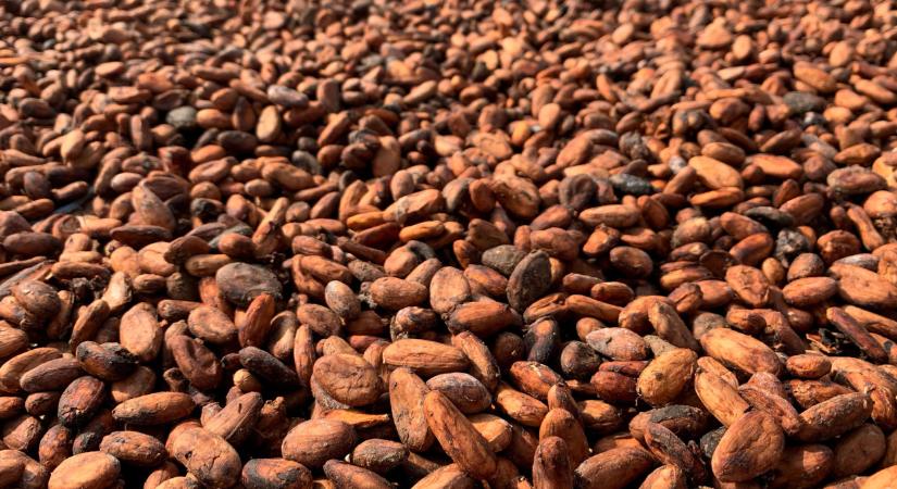 Nagy bejelentés jön a kakaóról: sokakat érinthet, ami ki fog derülni