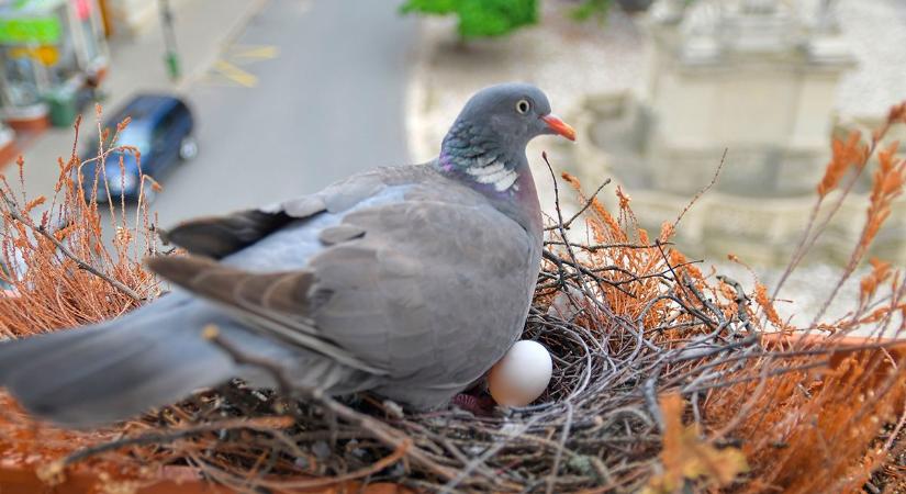 Nem csak zavaró, hanem pusztító is: mit csinál az emberi zajszennyezés a madarakkal?