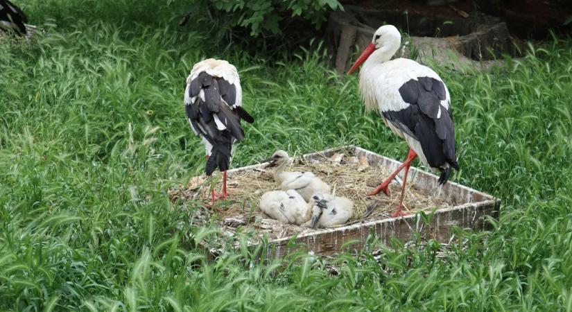 Megjöttek a tavasz hírnökei: ezeken a településeken fotózták le az első gólyákat