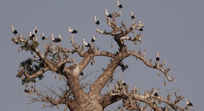Elképesztő fotó készültek a gólyákról – útnak indultak...