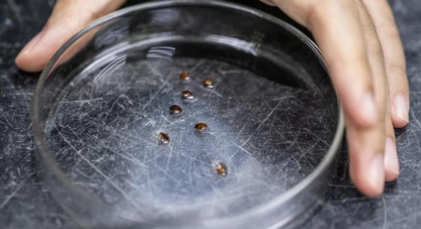 Megvan a titkos fegyver, amitől az ágyi poloskák valósággal rettegnek