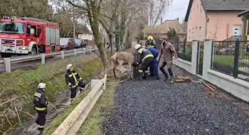 Videón, ahogy szarvast mentenek – árokból húzták ki a szerencsétlen állatot