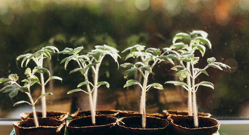 Így időzítsd jól a paradicsom és paprika vetését, ha bő termést szeretnél