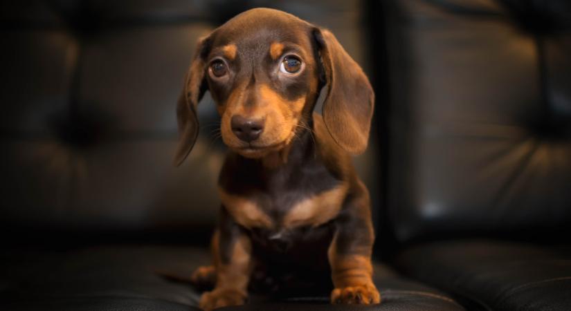 Hihetetlen NAV-fogás: ki nem találod, mi lapult a csempész autójában, súlyos büntetésre számíthat