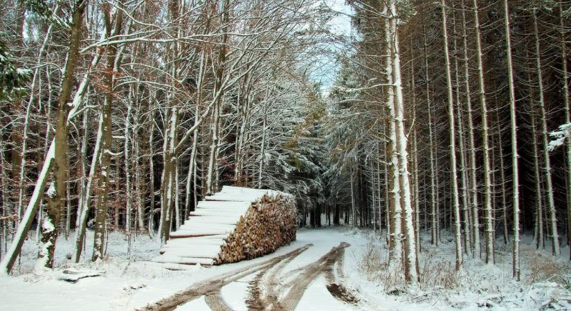 Vigyázat, tűzifacsalók! Ne utalj pénzt erre a számlaszámra!