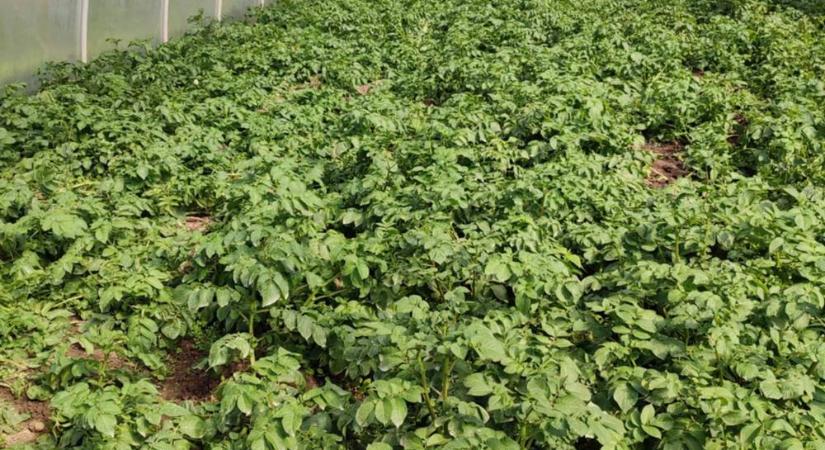 Primőrök futószalagon - De mi lesz az újkrumplival?