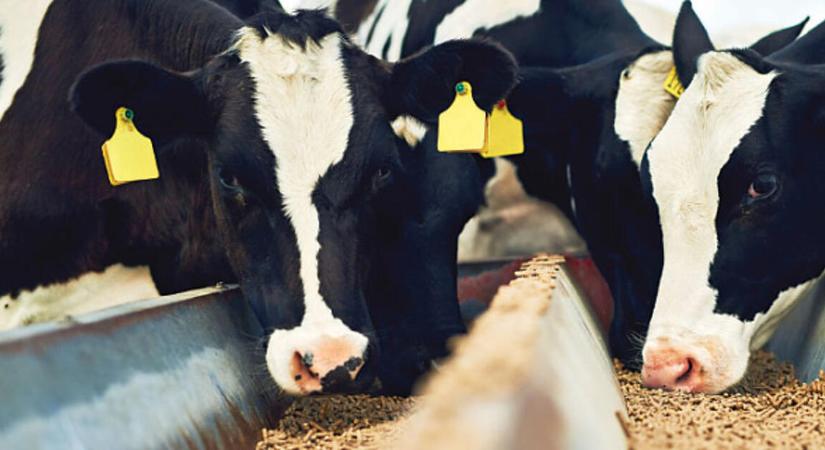 Folytathatja a nemzetközi terjeszkedést az UBM