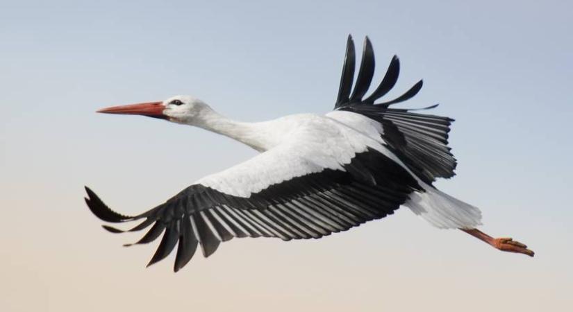 Megjöttek az első gólyák Magyarországra: ezeken a településeken kapták őket lencsevégre